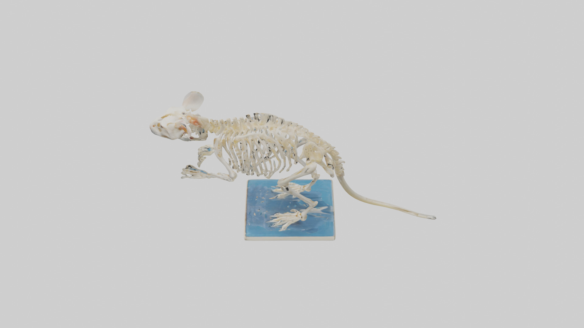 Gerbil Skeleton model Low-poly 3D model_17