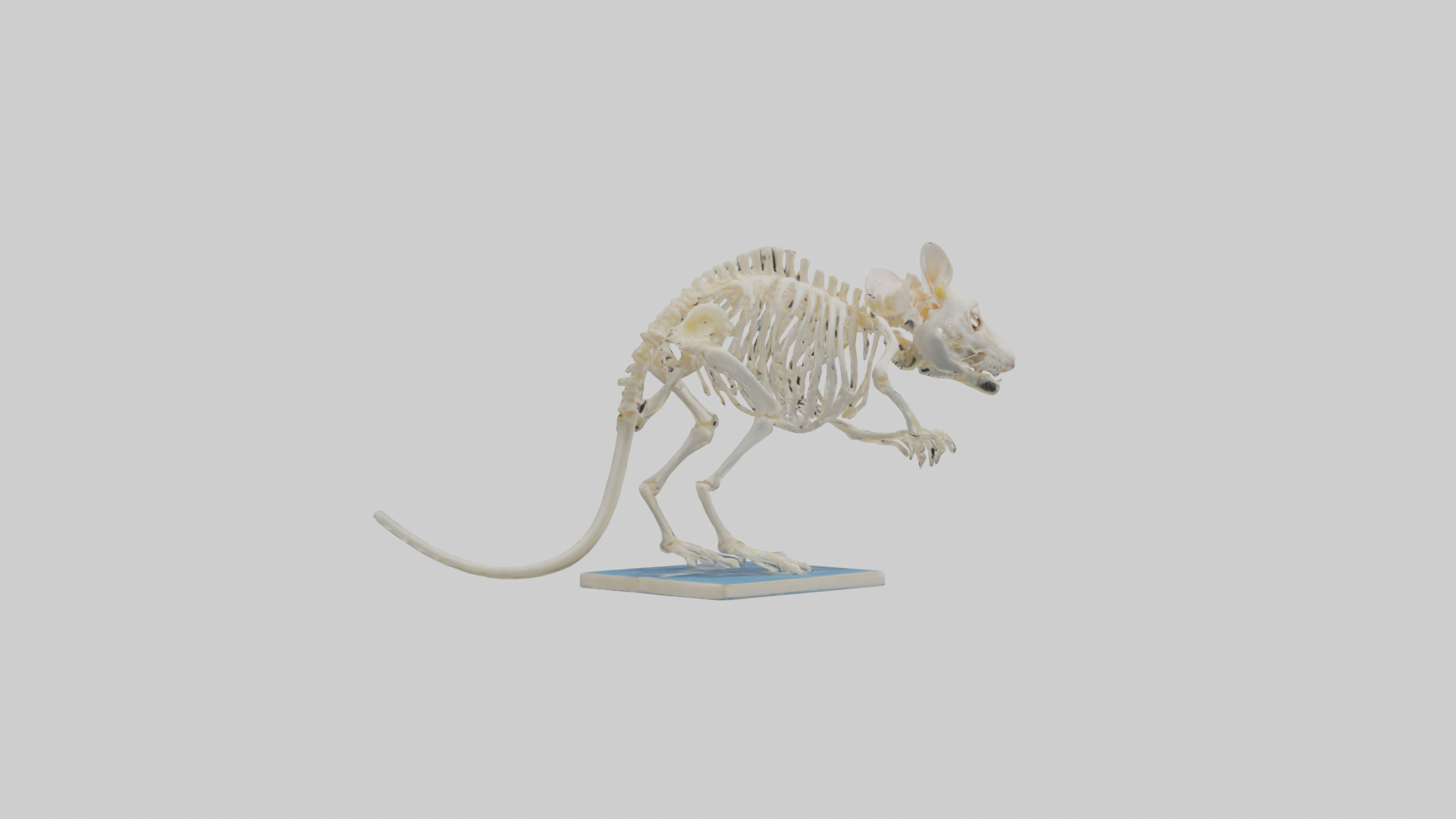 Gerbil Skeleton model Low-poly 3D model_2
