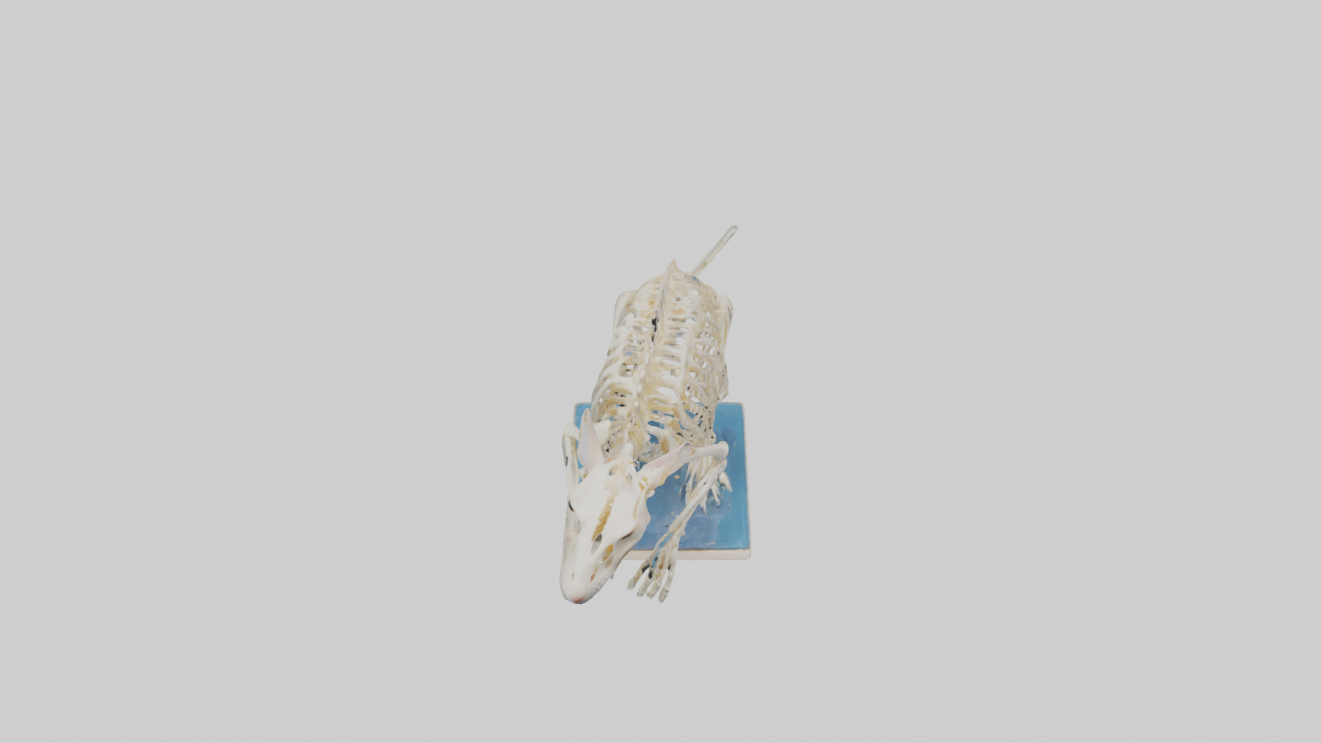 Gerbil Skeleton model Low-poly 3D model_16