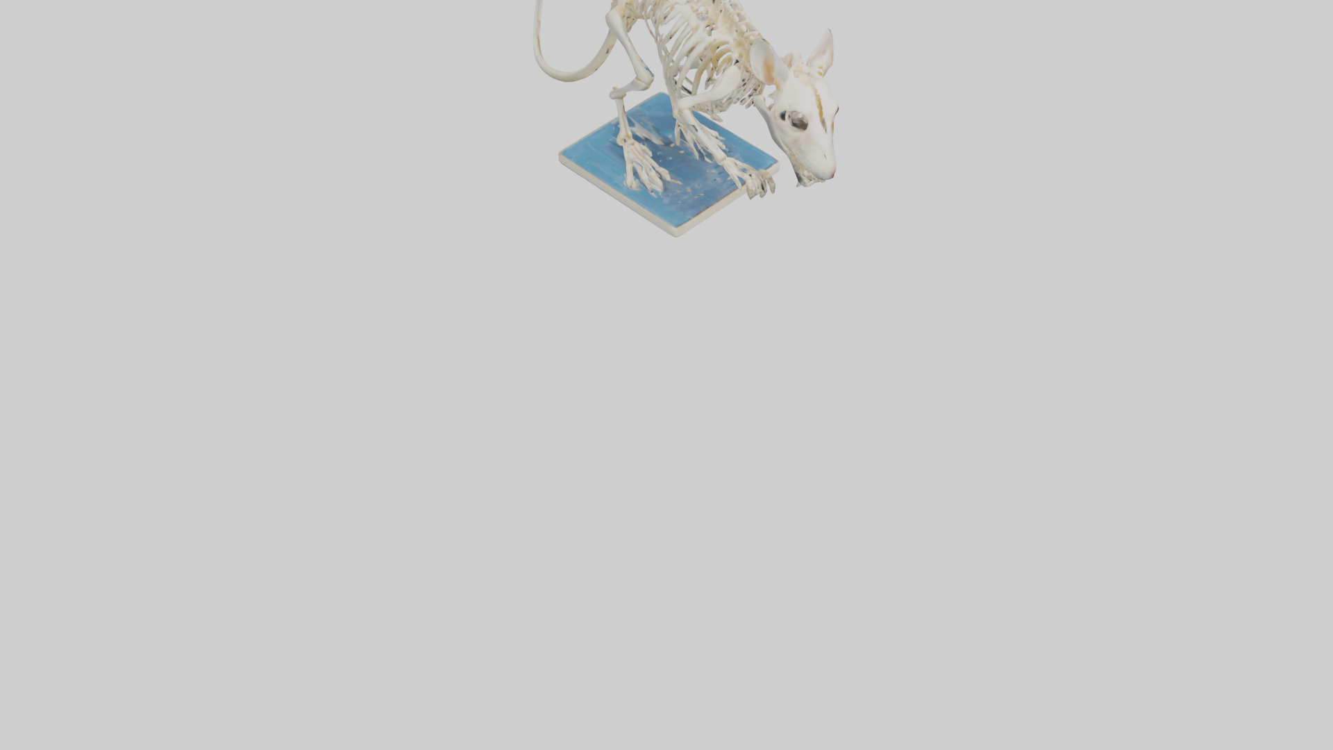 Gerbil Skeleton model Low-poly 3D model_6