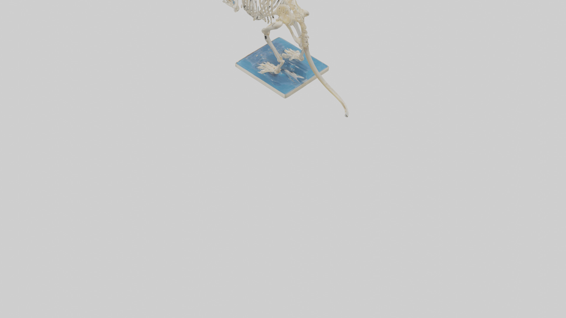 Gerbil Skeleton model Low-poly 3D model_3