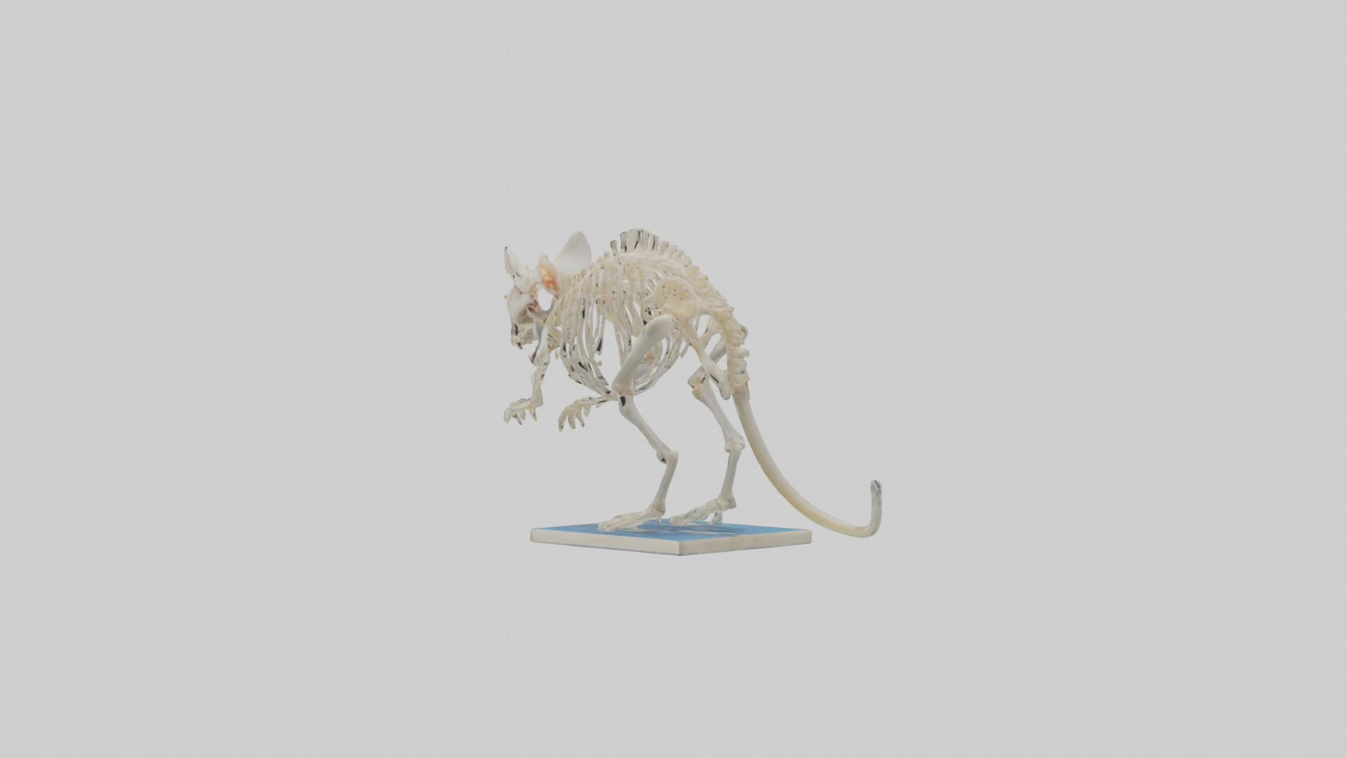 Gerbil Skeleton model Low-poly 3D model_1