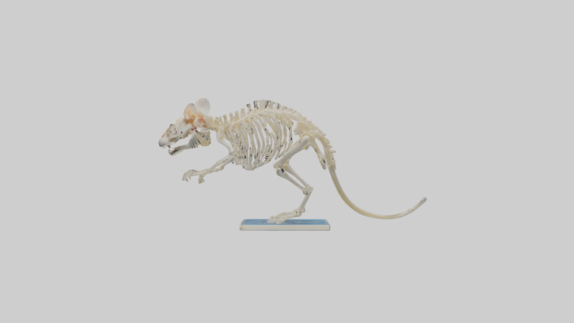 Gerbil Skeleton model Low-poly 3D model_12