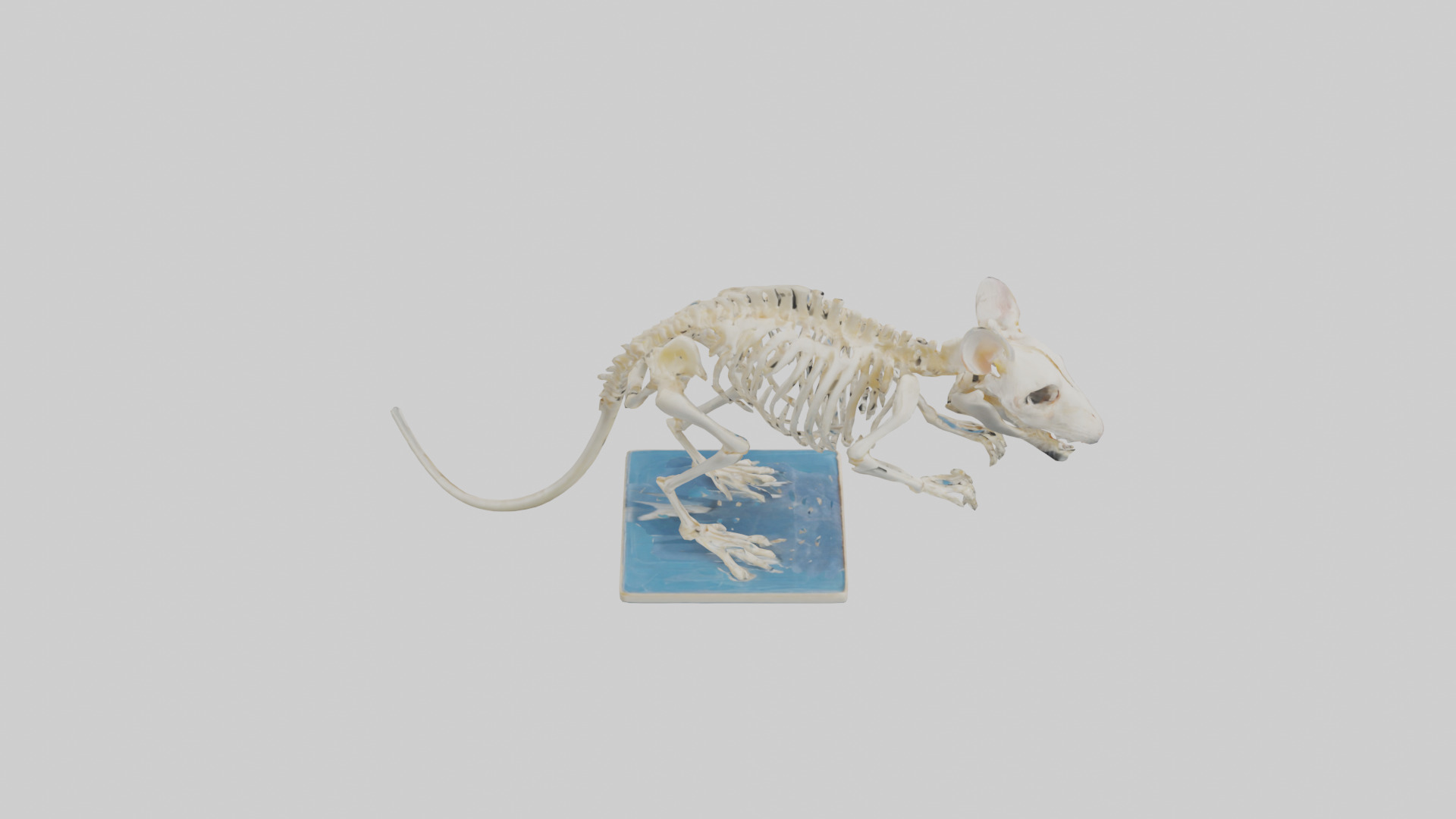 Gerbil Skeleton model Low-poly 3D model_18