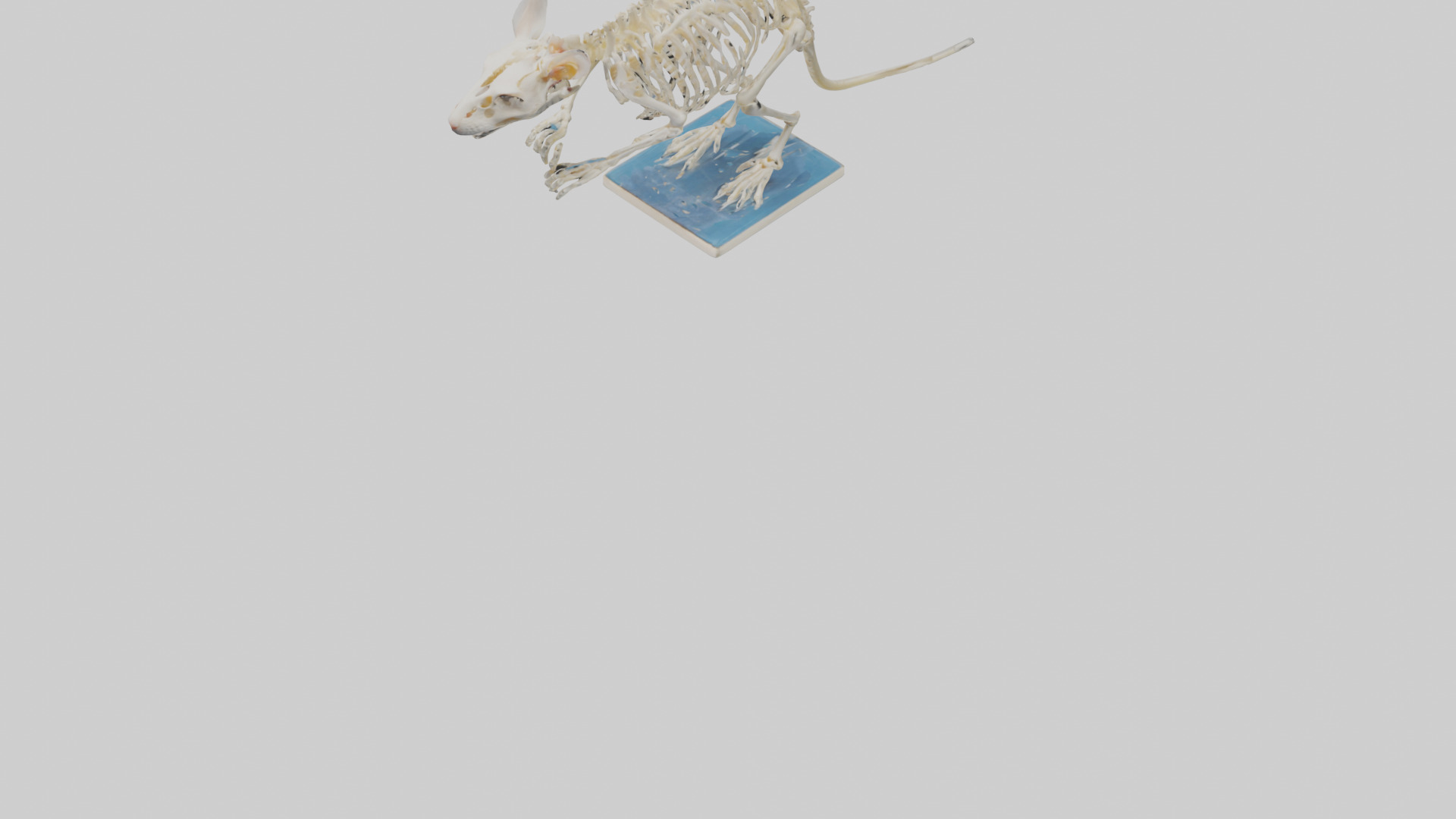 Gerbil Skeleton model Low-poly 3D model_5