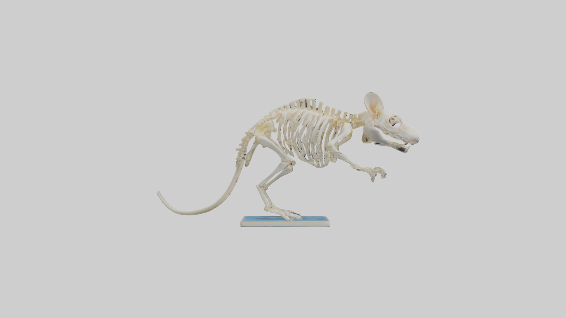 Gerbil Skeleton model Low-poly 3D model_13