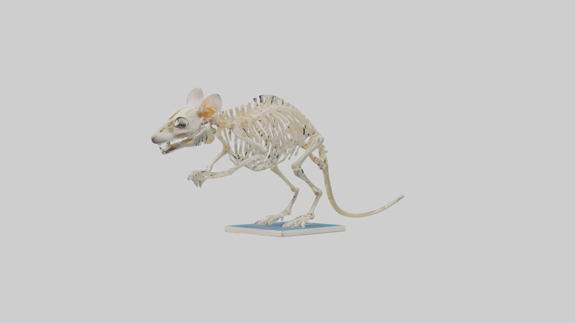 Gerbil Skeleton model Low-poly 3D model_8