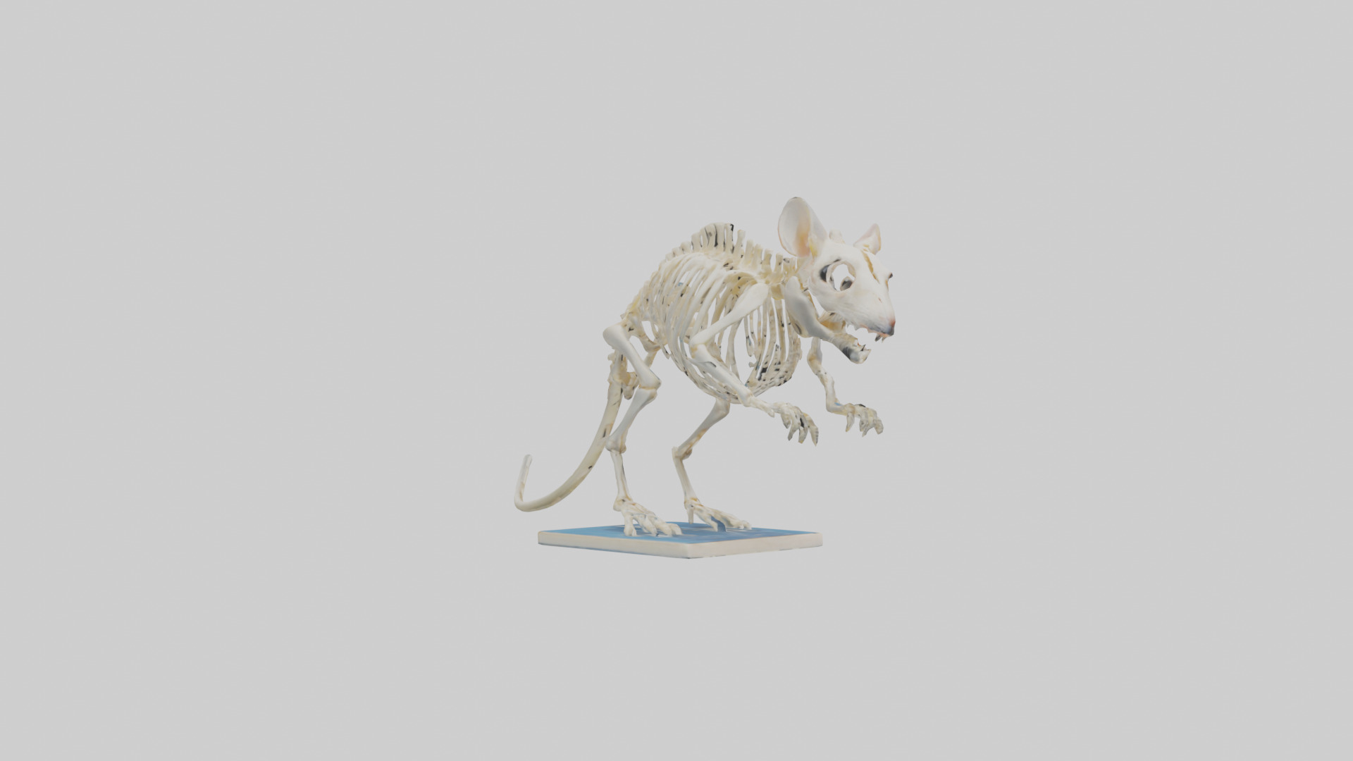 Gerbil Skeleton model Low-poly 3D model_11