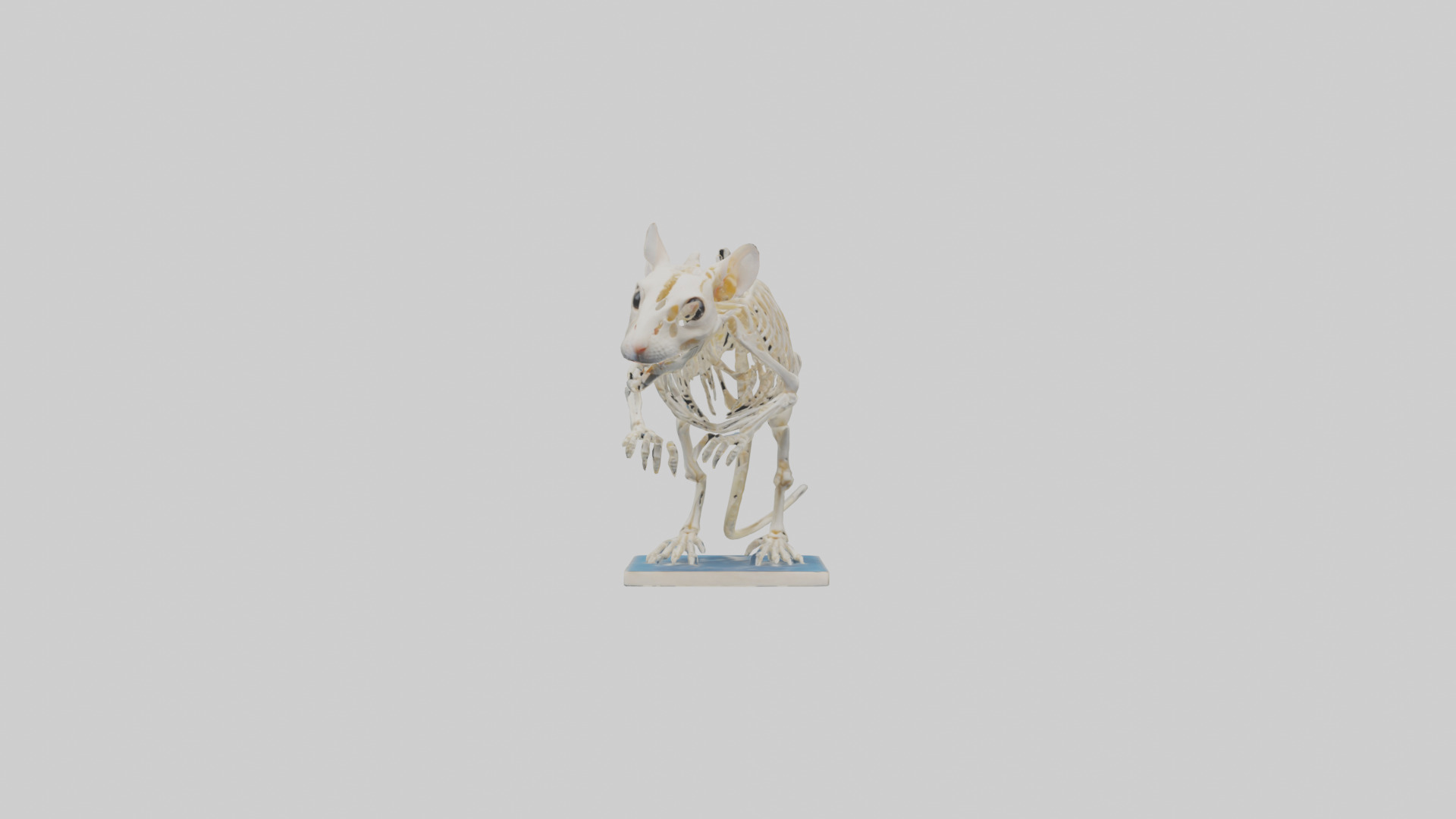 Gerbil Skeleton model Low-poly 3D model_9