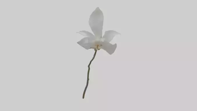 Ghost Orchid model