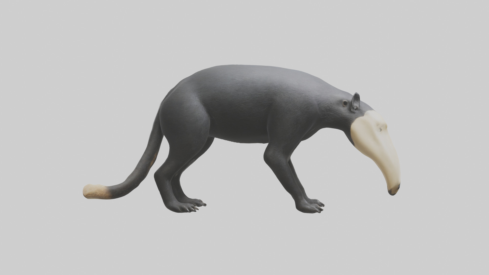 Giant Anteater sniffing ground model Low-poly 3D model_2