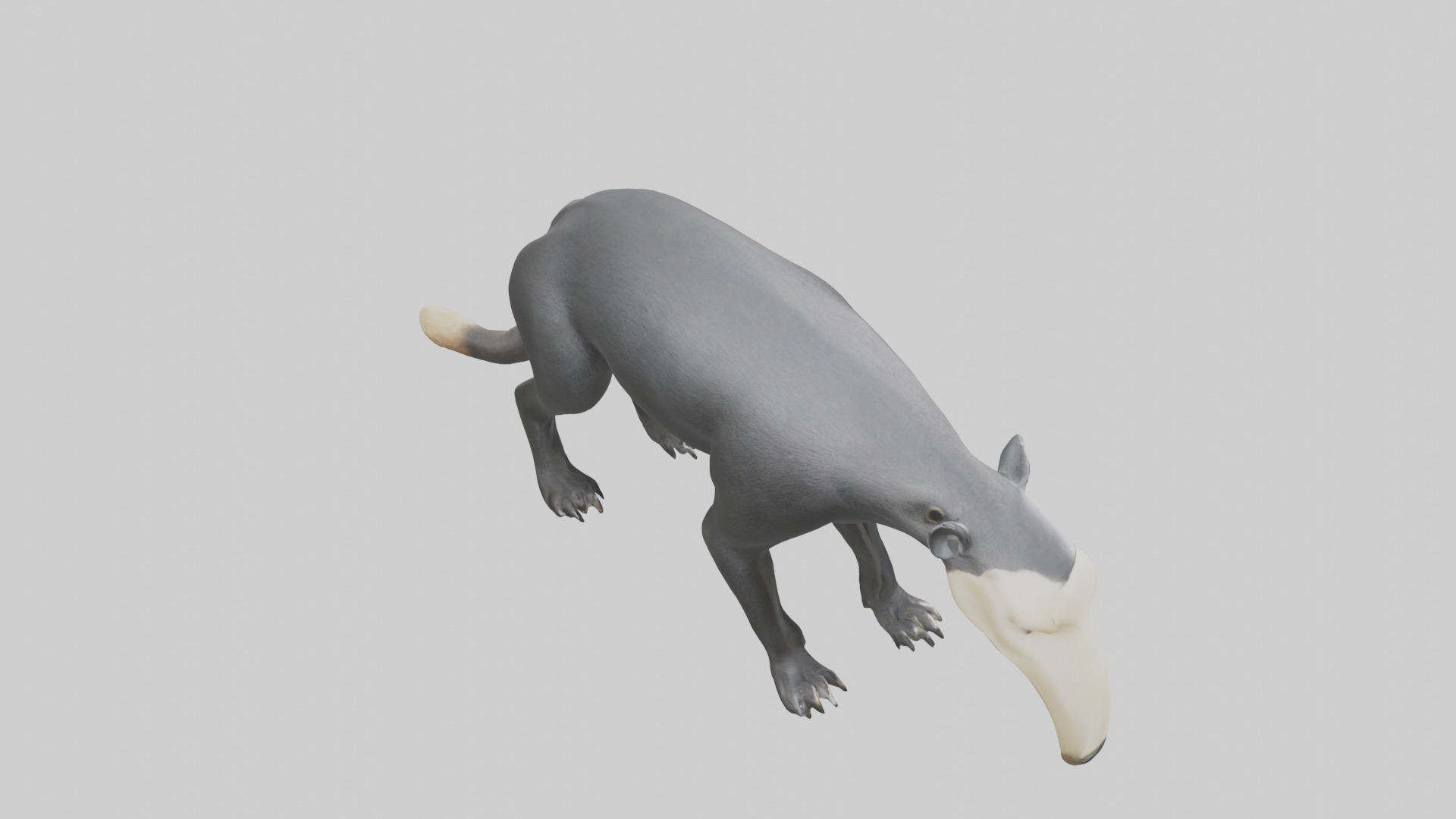 Giant Anteater sniffing ground model Low-poly 3D model_18