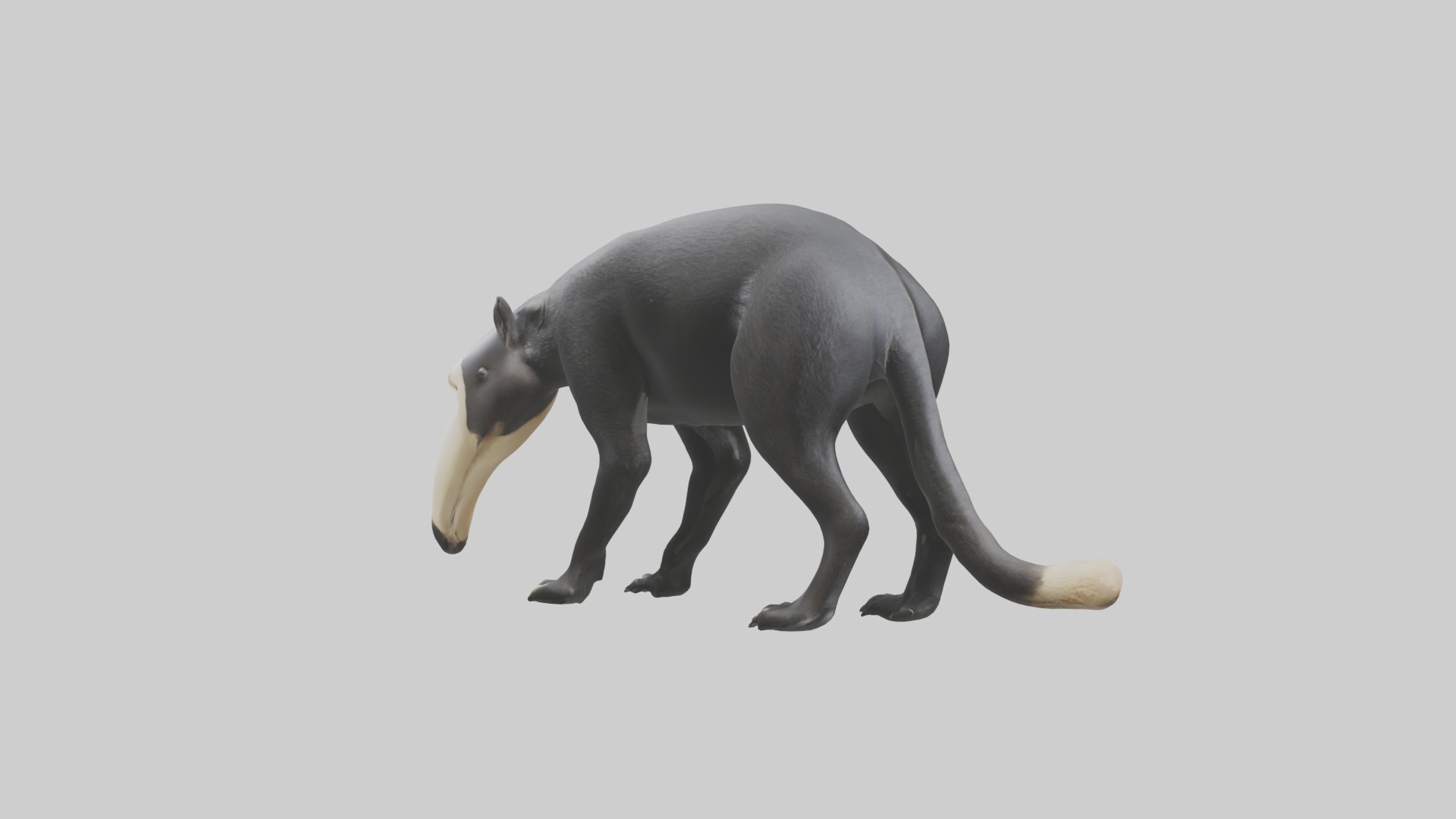 Giant Anteater sniffing ground model Low-poly 3D model_12