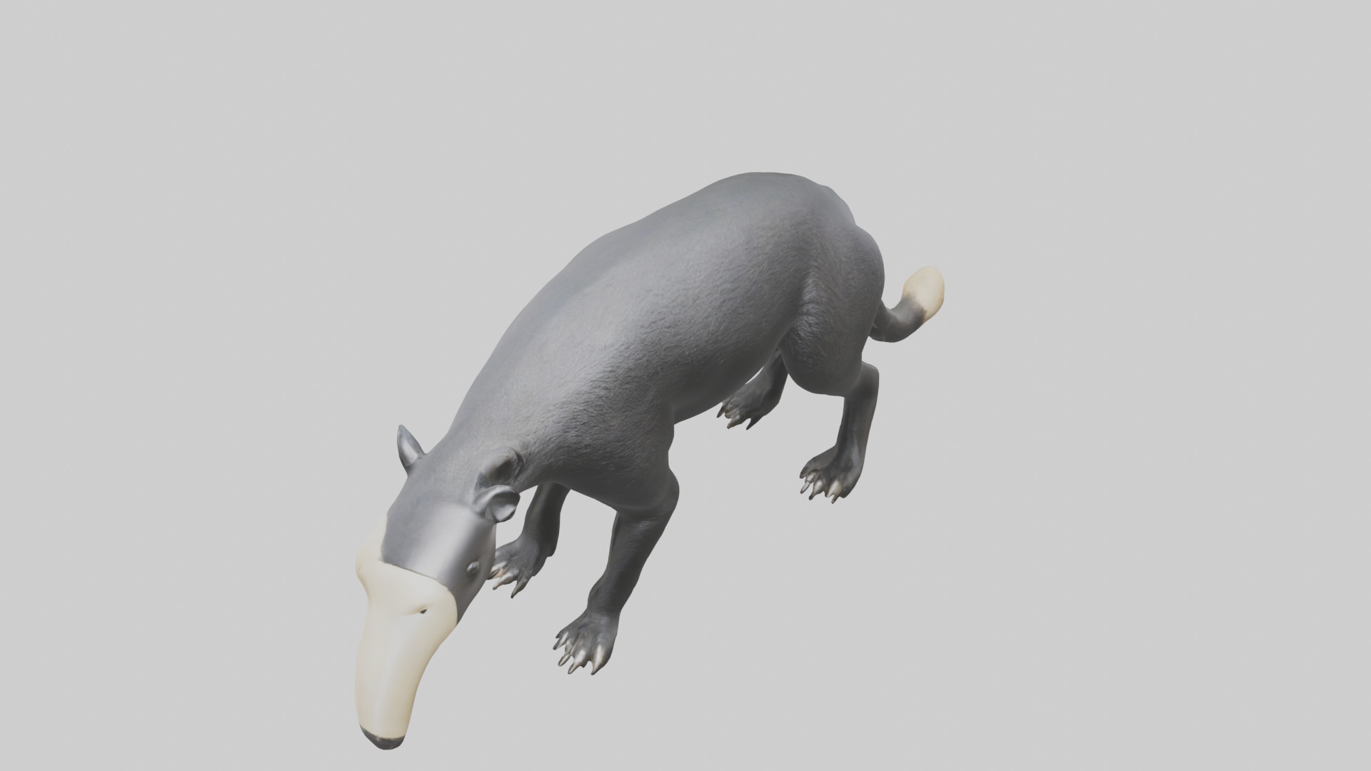 Giant Anteater sniffing ground model Low-poly 3D model_16