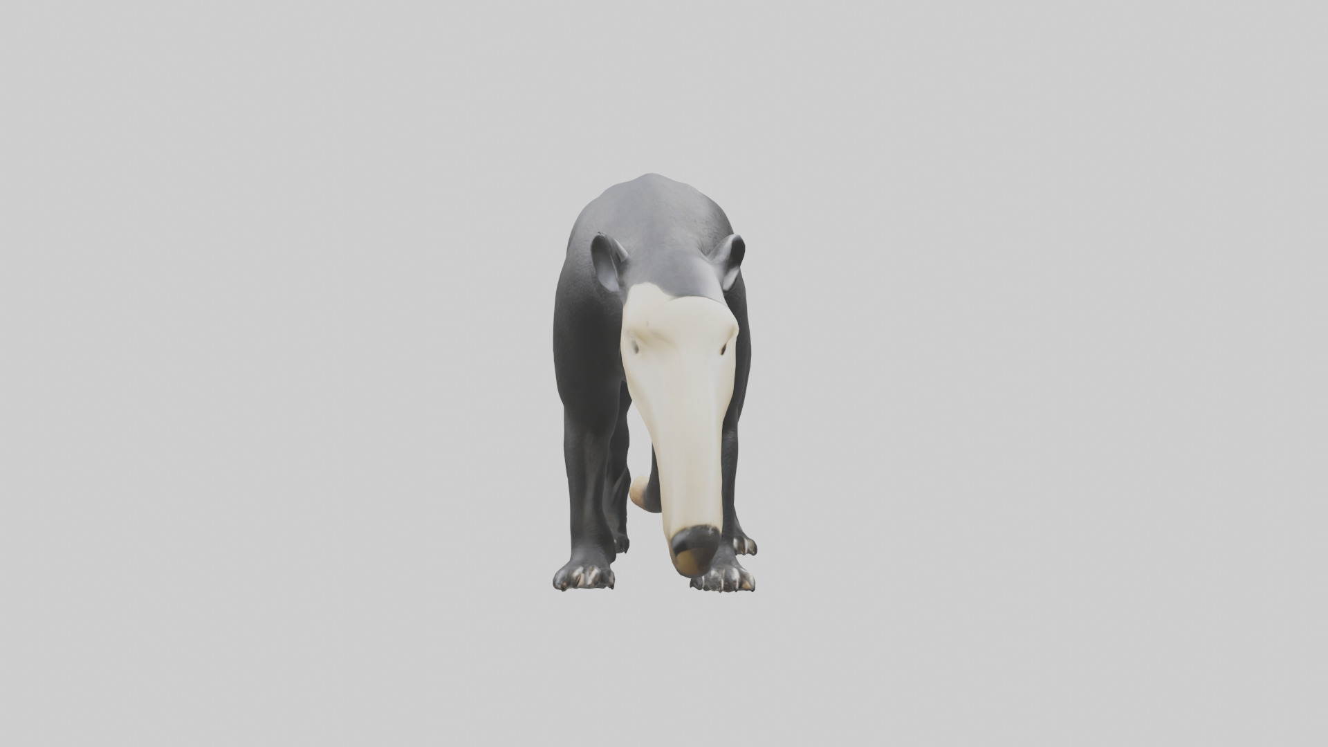 Giant Anteater sniffing ground model Low-poly 3D model_11