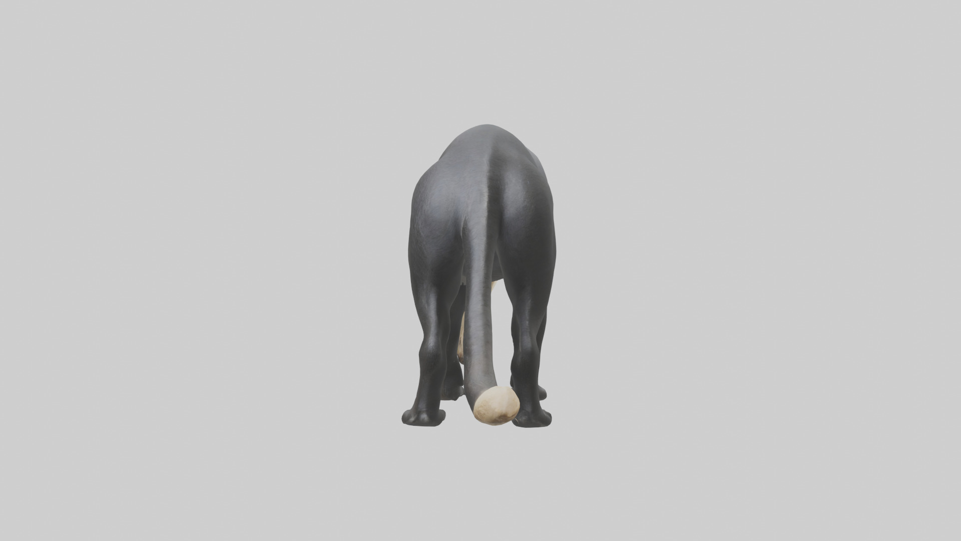 Giant Anteater sniffing ground model Low-poly 3D model_1
