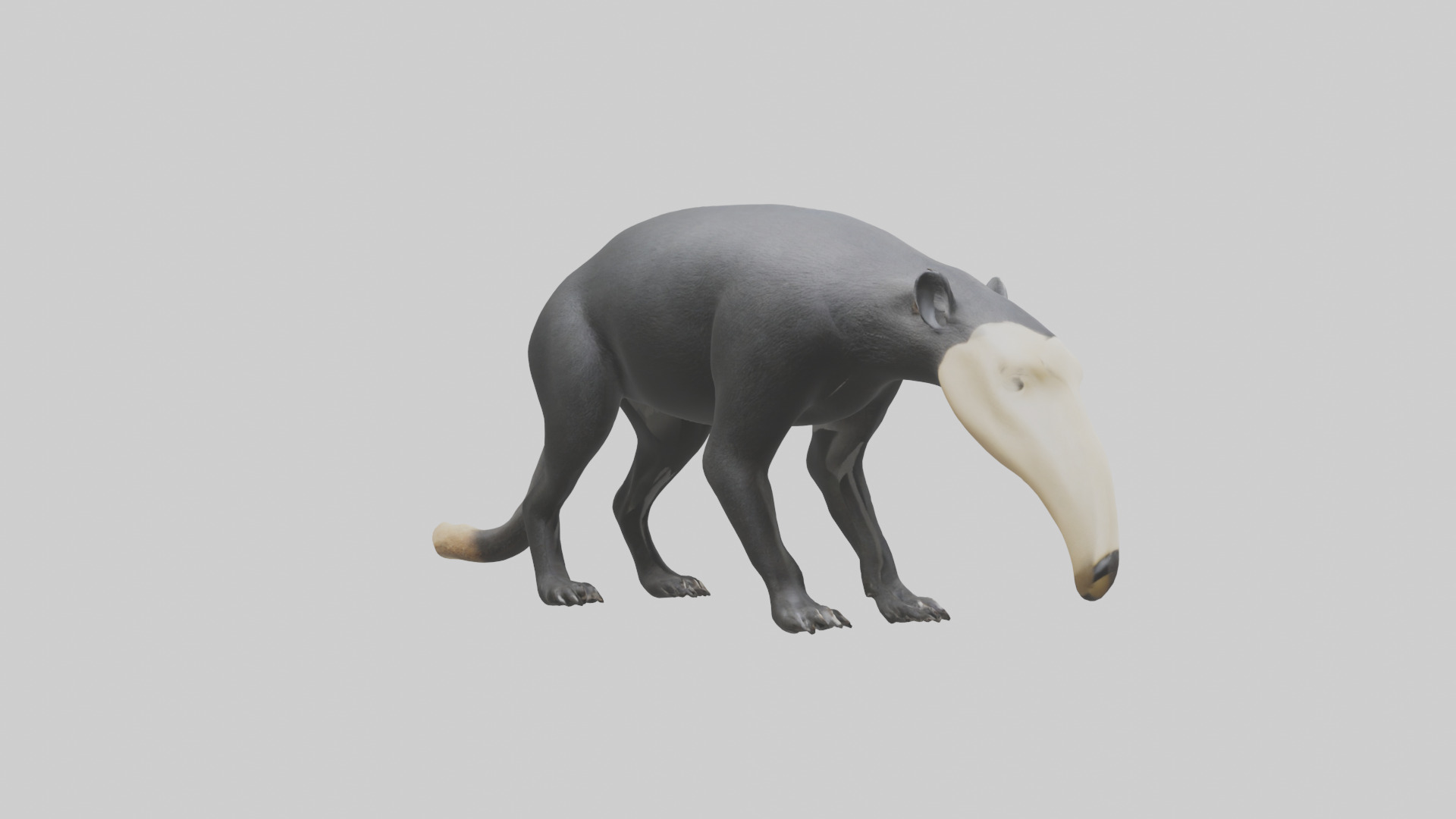 Giant Anteater sniffing ground model Low-poly 3D model_13