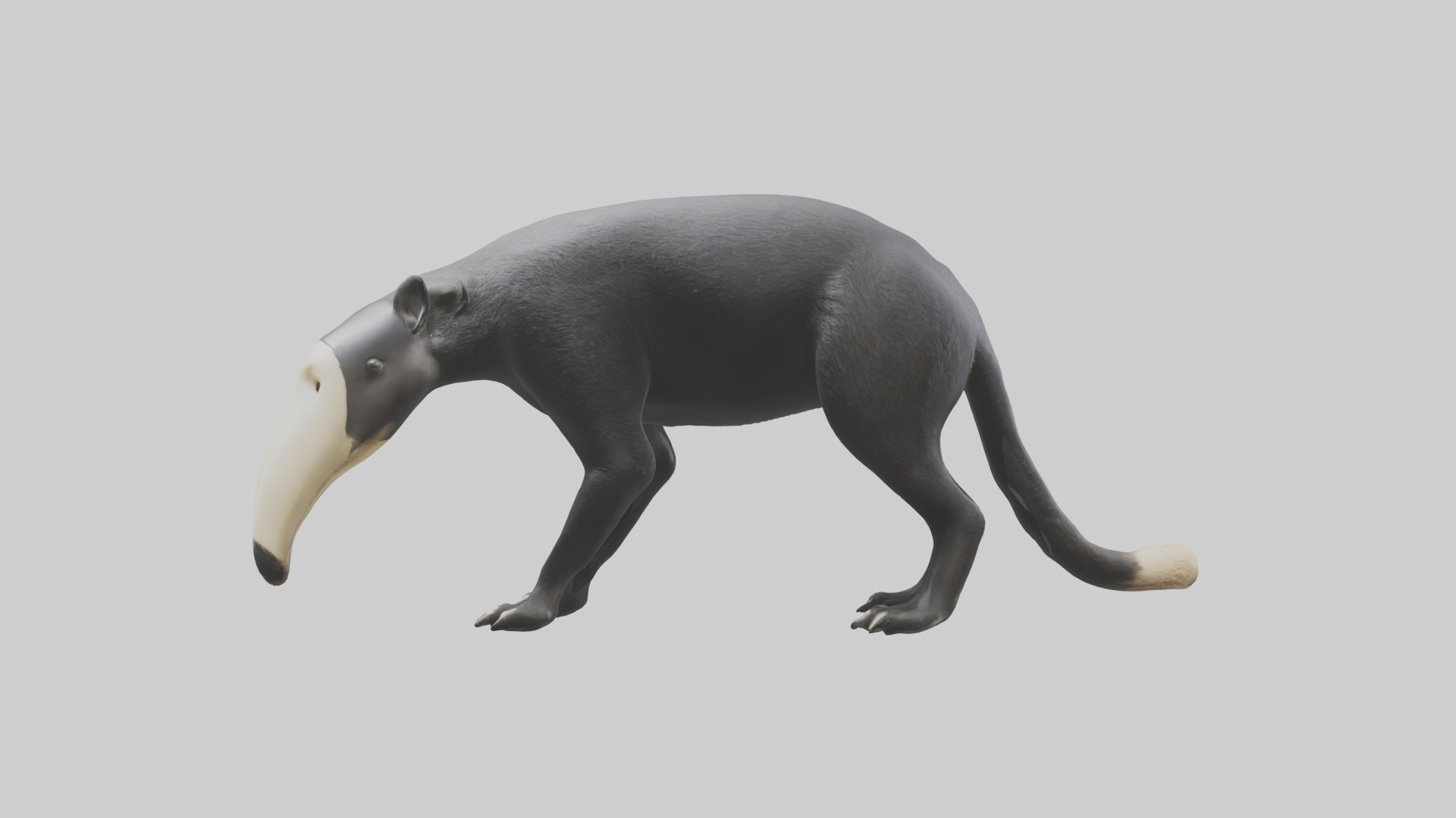 Giant Anteater sniffing ground model Low-poly 3D model_8