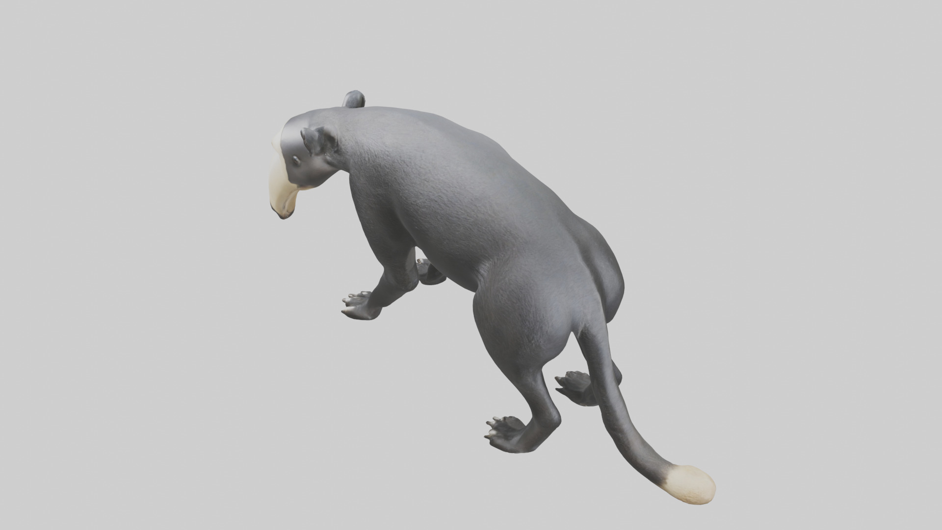 Giant Anteater sniffing ground model Low-poly 3D model_17
