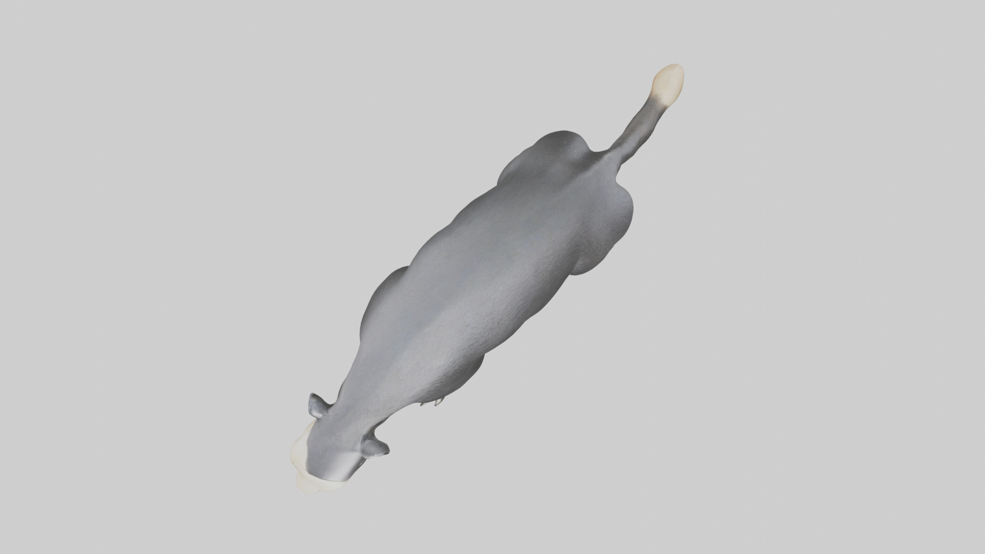 Giant Anteater sniffing ground model Low-poly 3D model_14