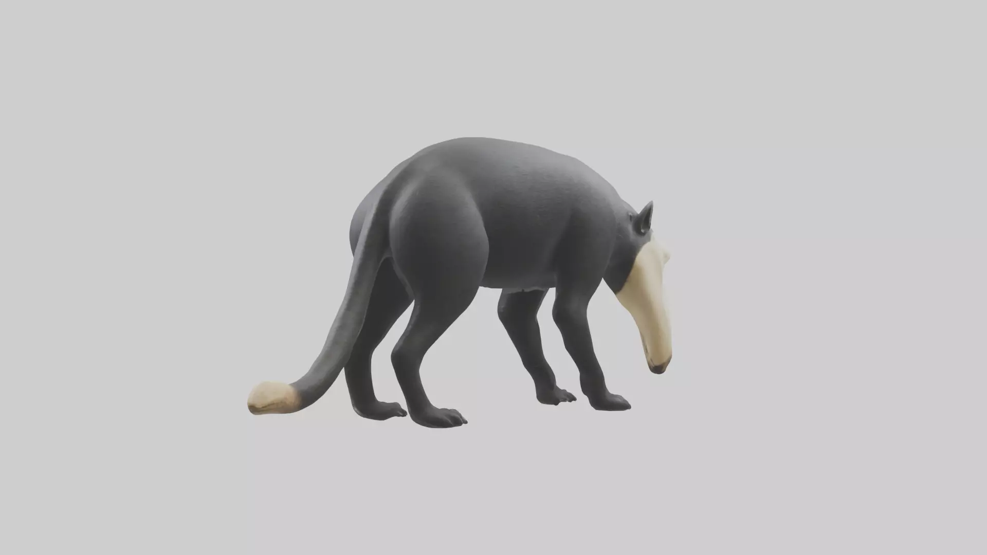 Giant Anteater sniffing ground model Low-poly 3D model_0