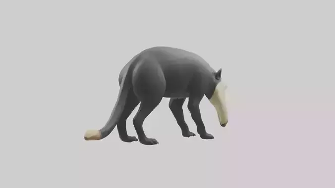 Giant Anteater sniffing ground model Low-poly 3D model