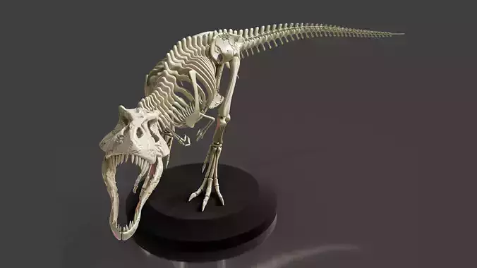 Realistic T-Rex Dinosaur Skeleton