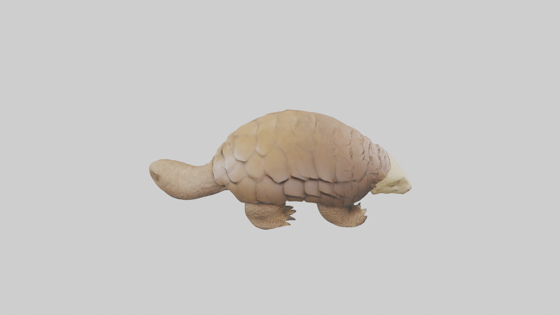 Giant Ground Pangolin resting model Low-poly 3D model_18