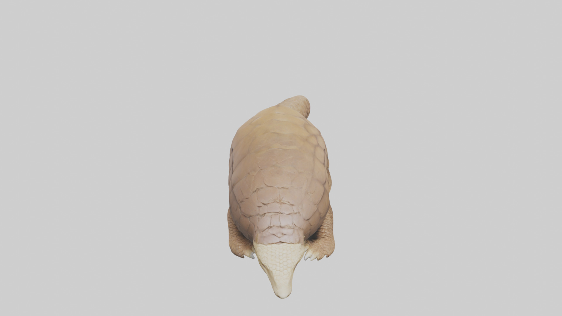 Giant Ground Pangolin resting model Low-poly 3D model_16