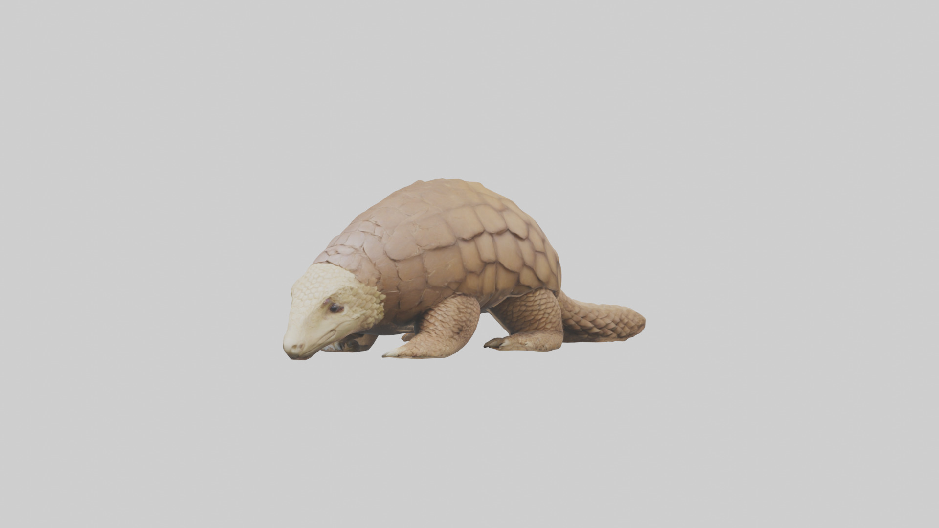 Giant Ground Pangolin resting model Low-poly 3D model_10