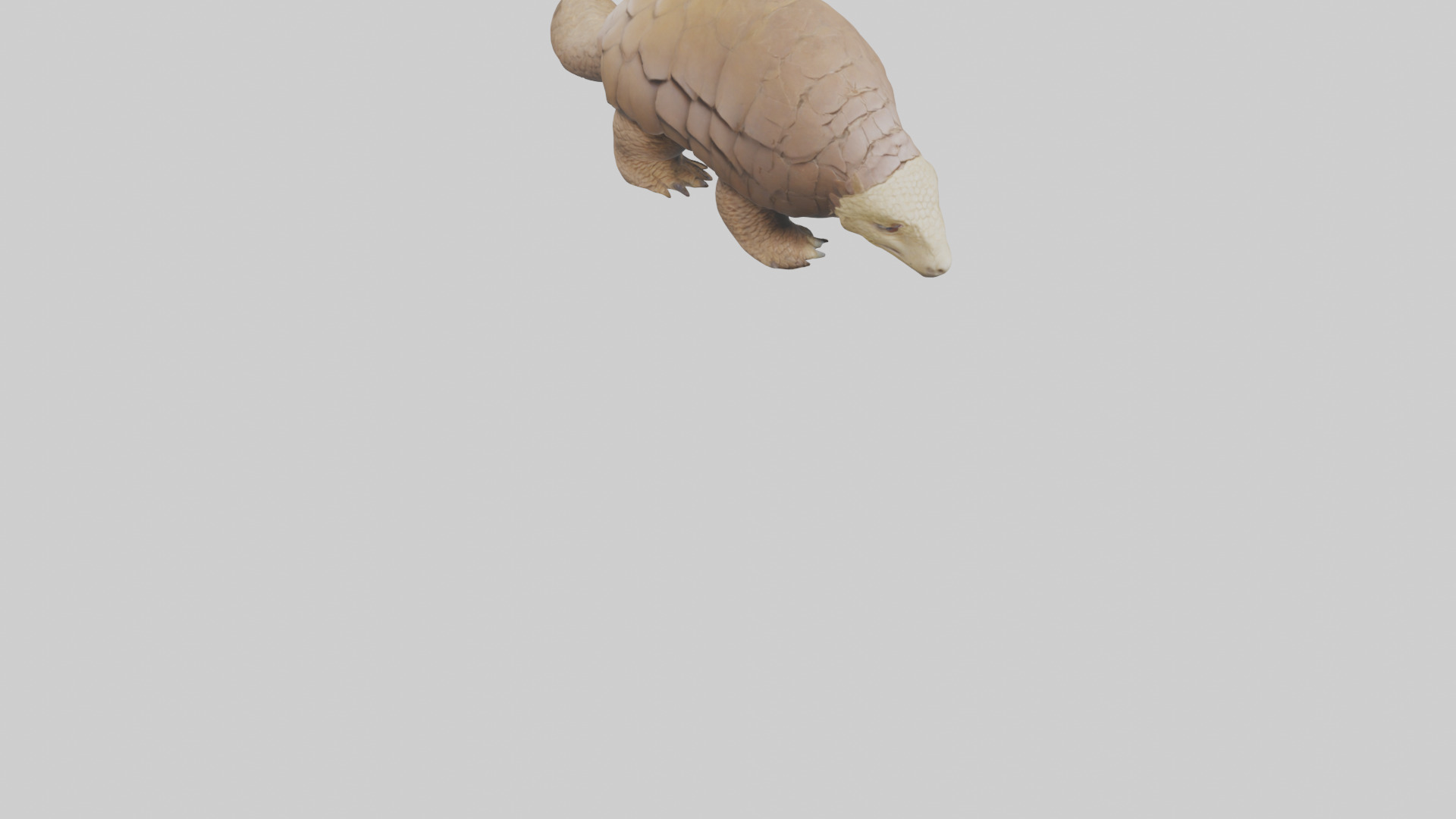 Giant Ground Pangolin resting model Low-poly 3D model_6