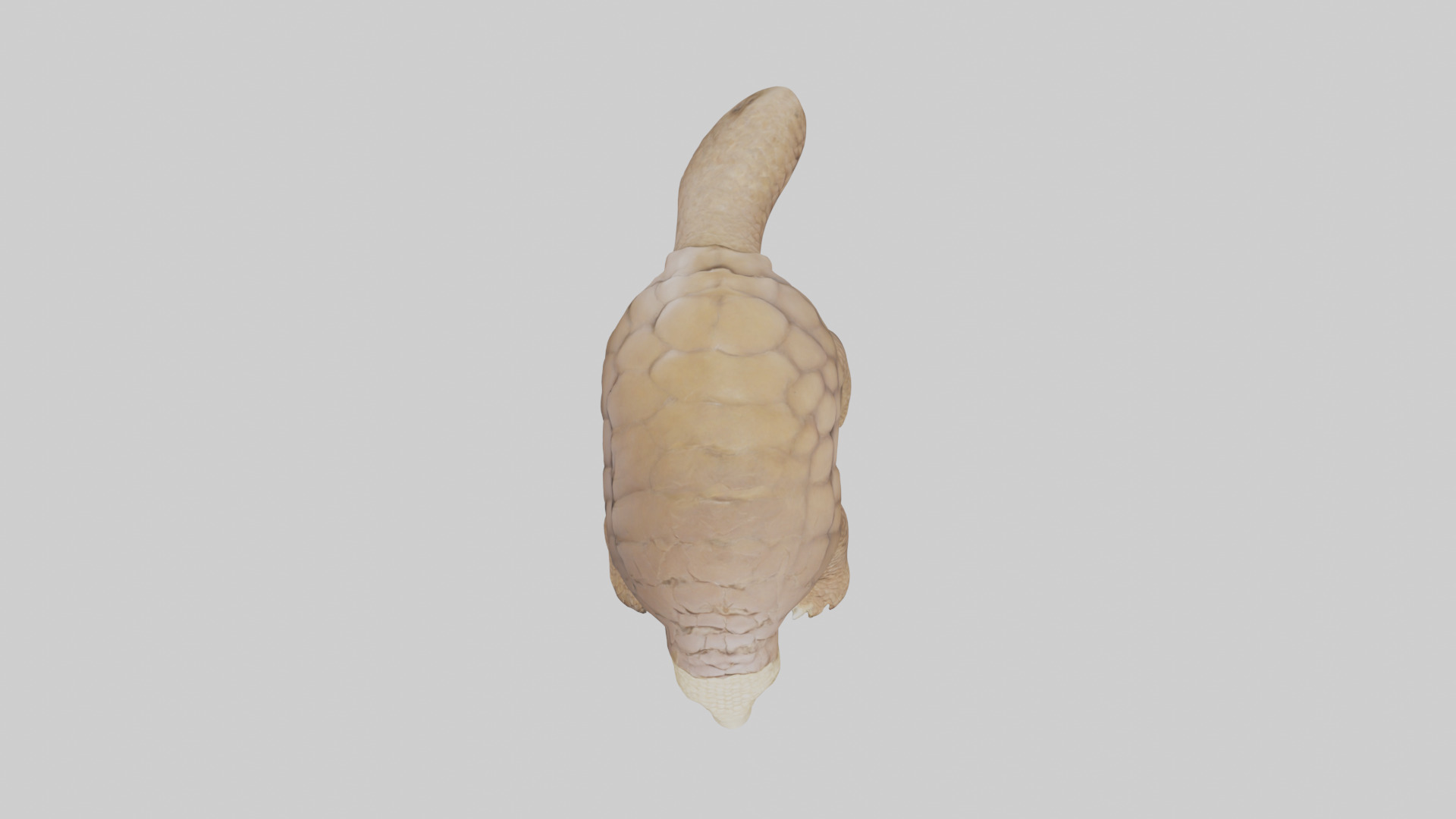 Giant Ground Pangolin resting model Low-poly 3D model_14