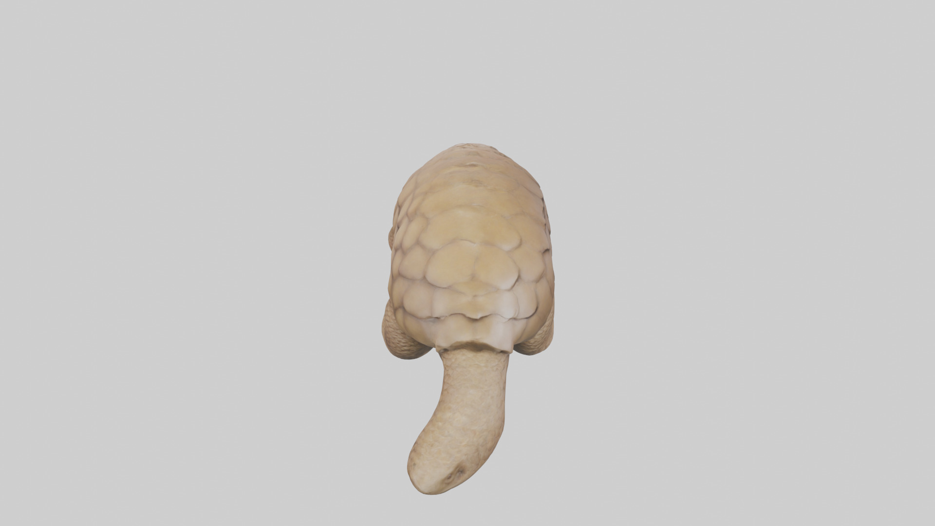 Giant Ground Pangolin resting model Low-poly 3D model_15