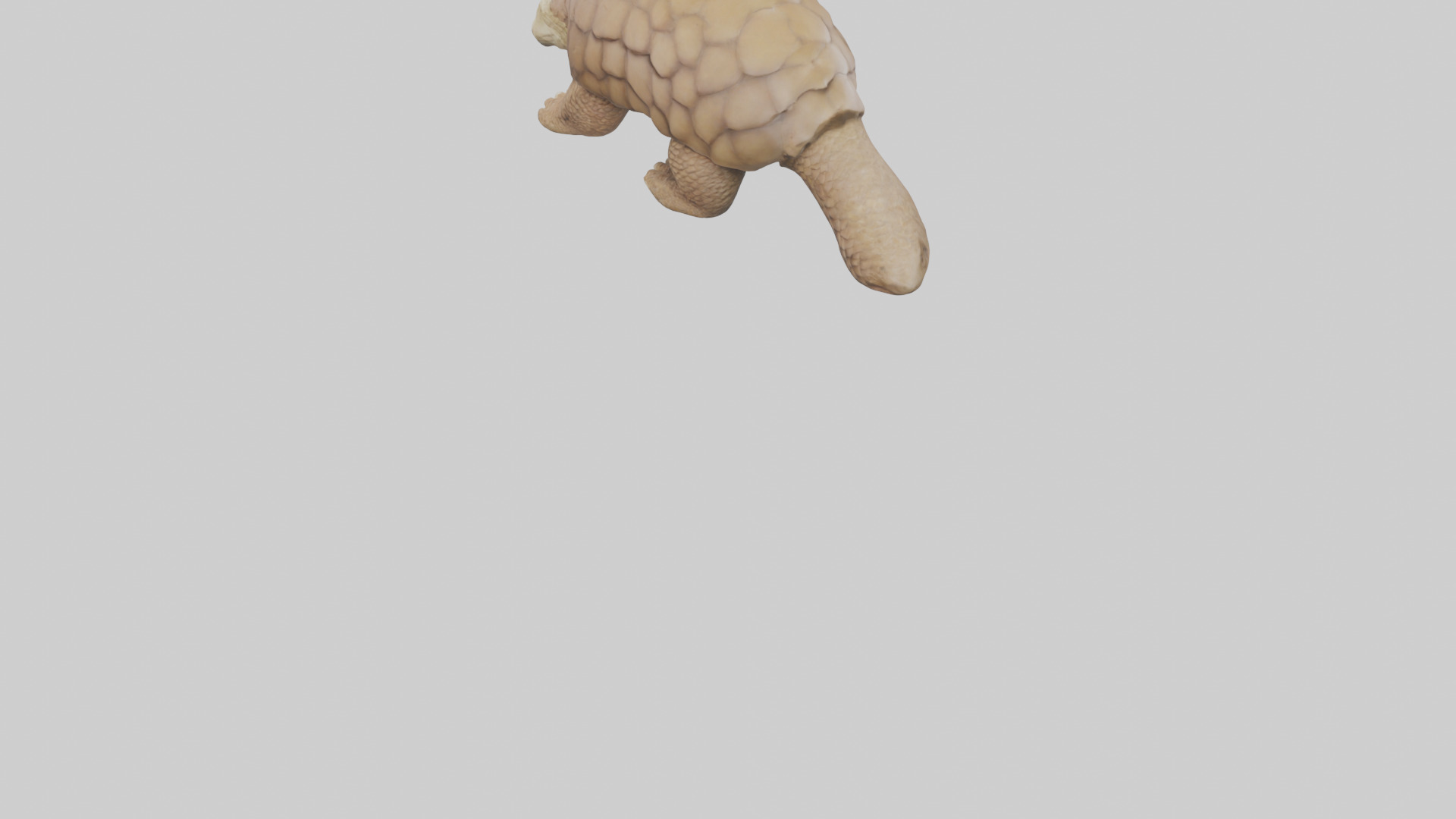 Giant Ground Pangolin resting model Low-poly 3D model_3
