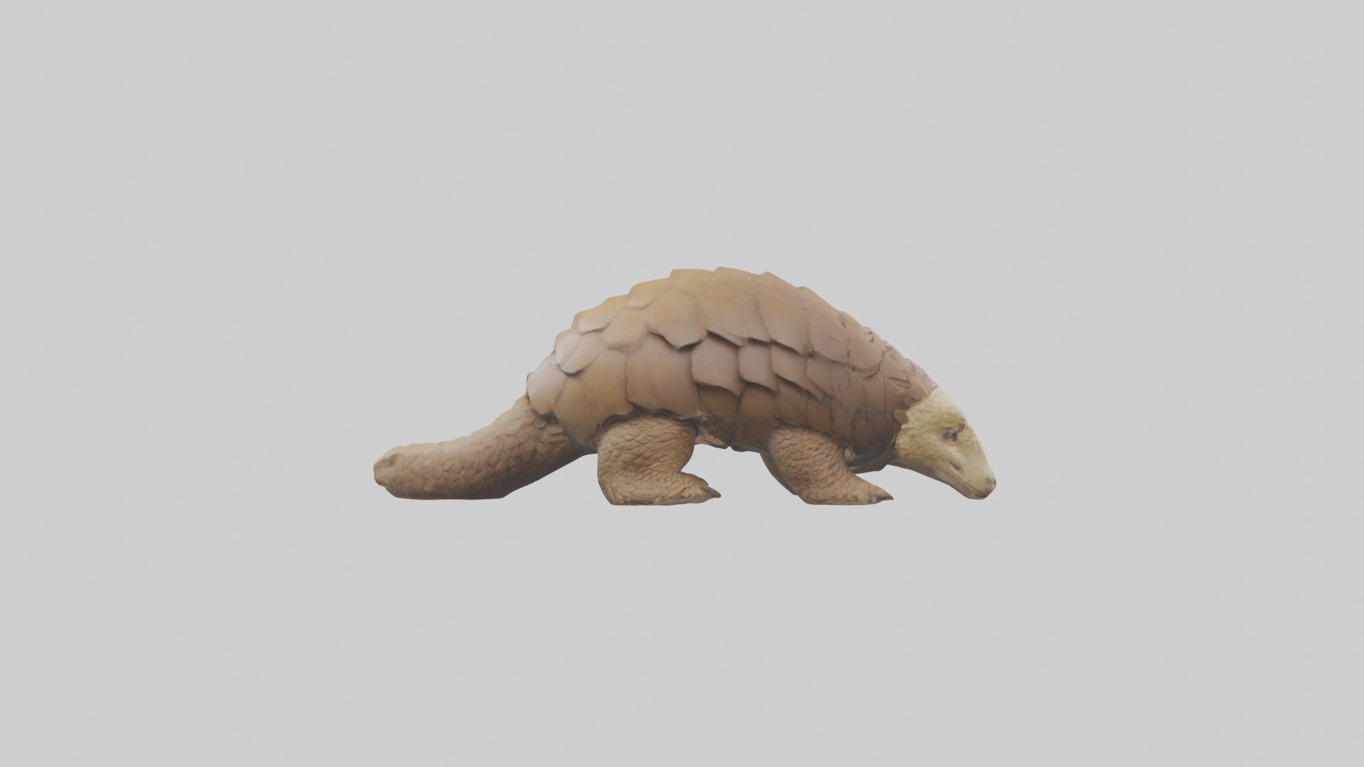 Giant Ground Pangolin resting model Low-poly 3D model_13