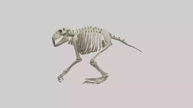 Giant Ground Sloth Skeleton model
