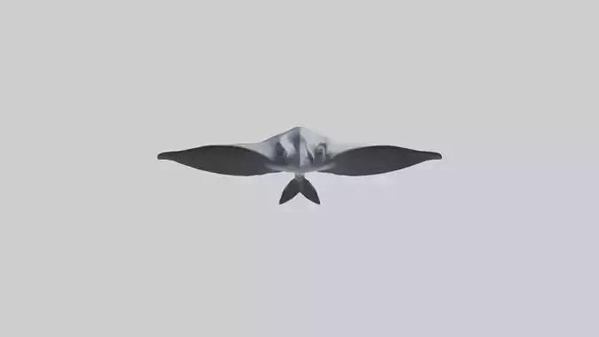 Giant Manta Ray gliding model