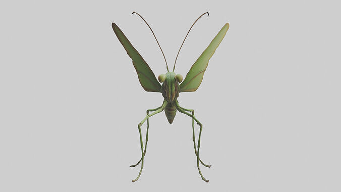 Giant Mantis model Low-poly 3D model