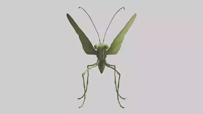 Giant Mantis model