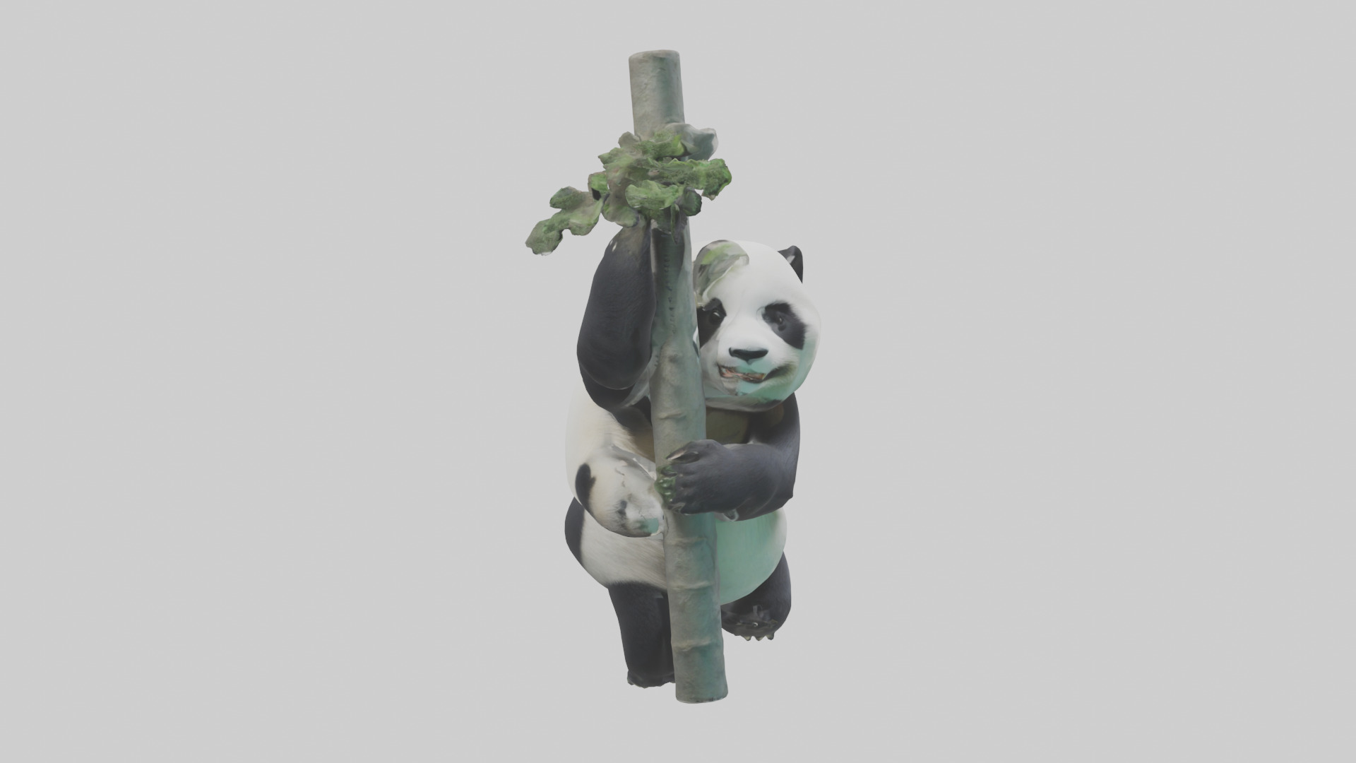 Giant Panda climbing model Low-poly 3D model_13
