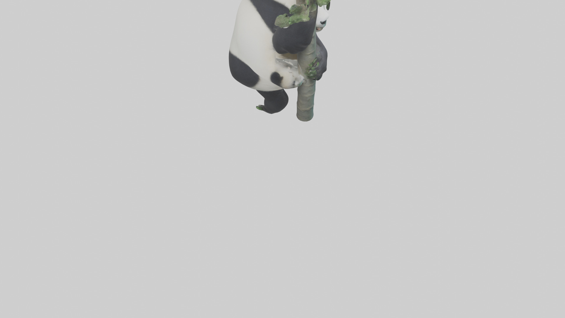 Giant Panda climbing model Low-poly 3D model_4