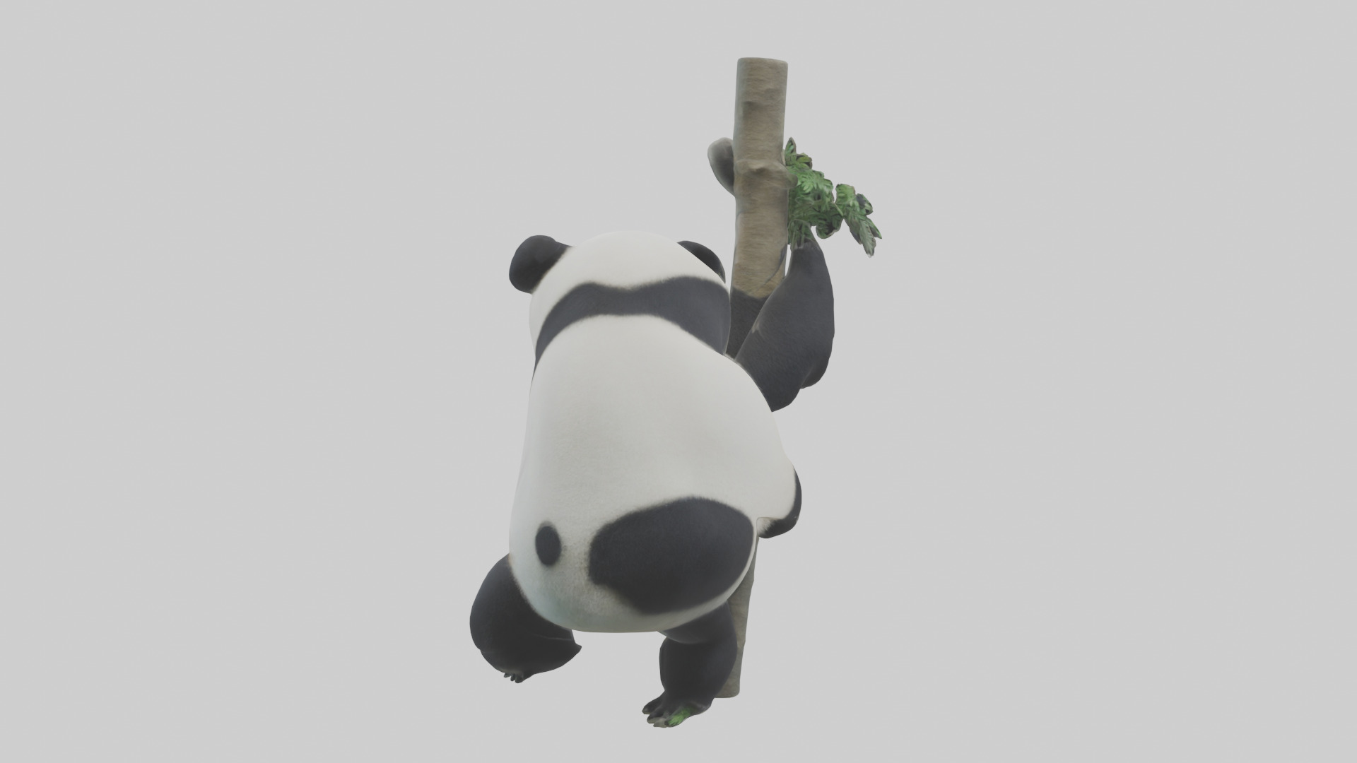 Giant Panda climbing model Low-poly 3D model_1