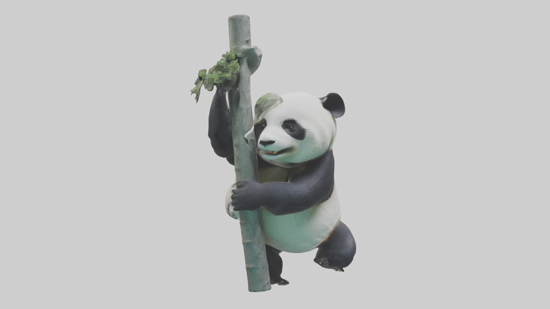Giant Panda climbing model Low-poly 3D model_7