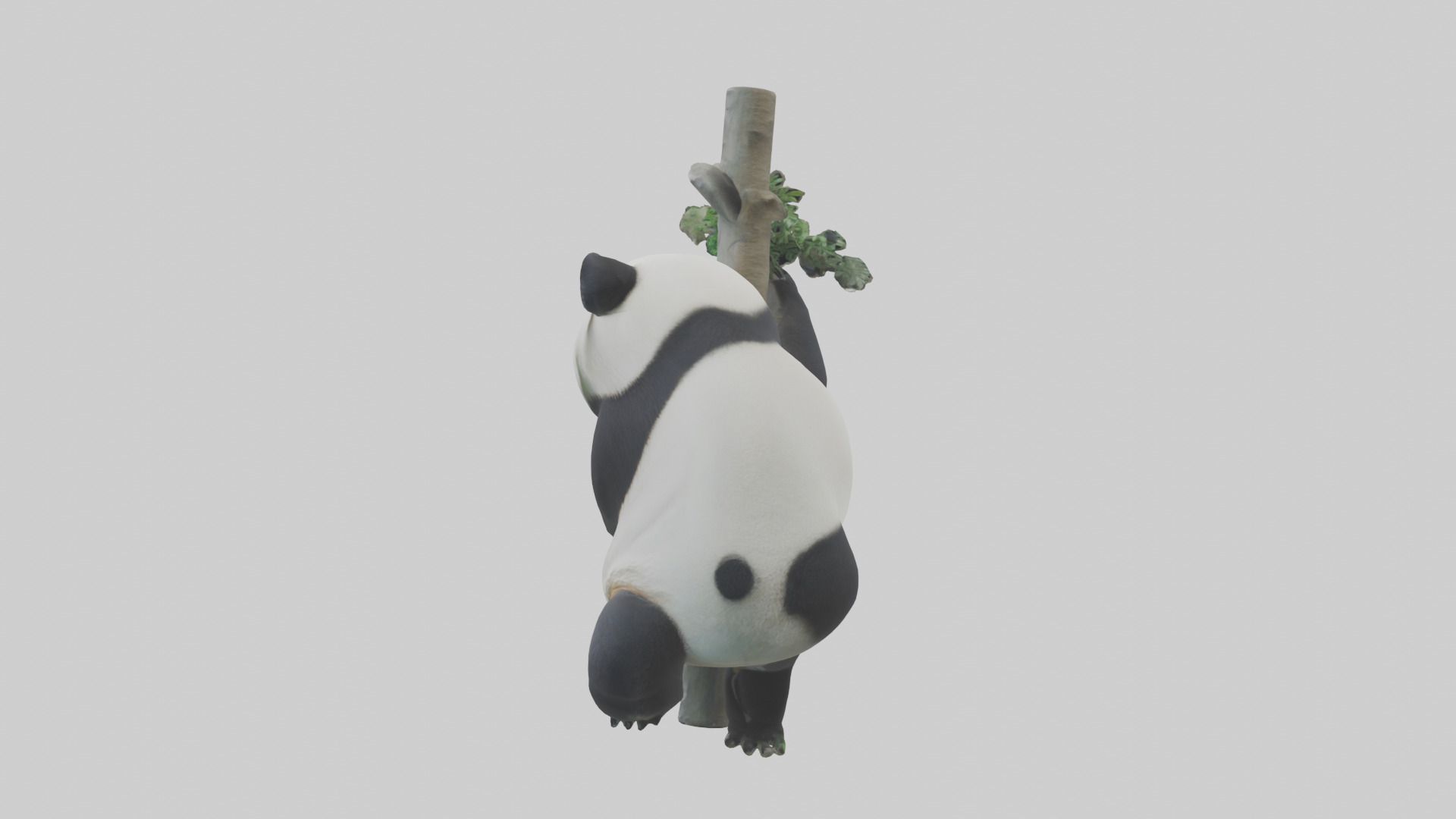 Giant Panda climbing model Low-poly 3D model_12