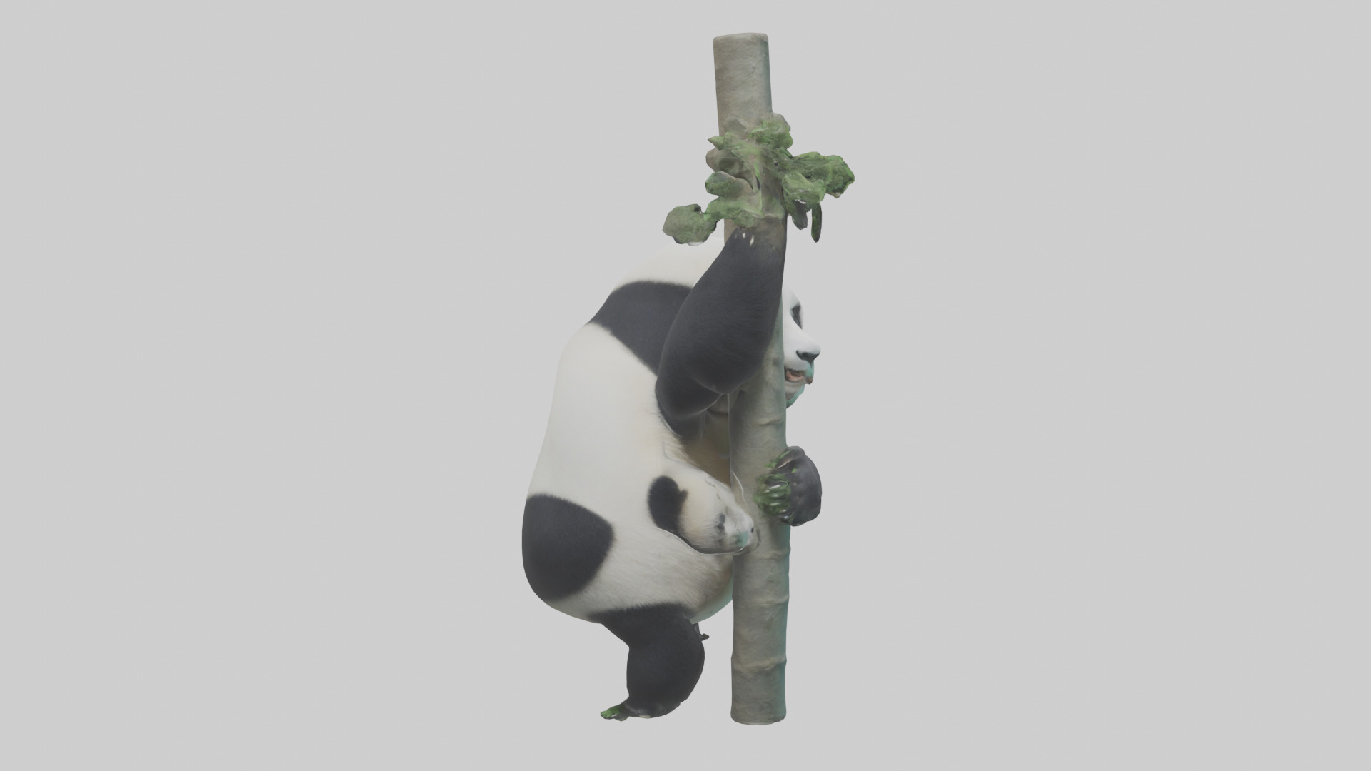 Giant Panda climbing model Low-poly 3D model_2