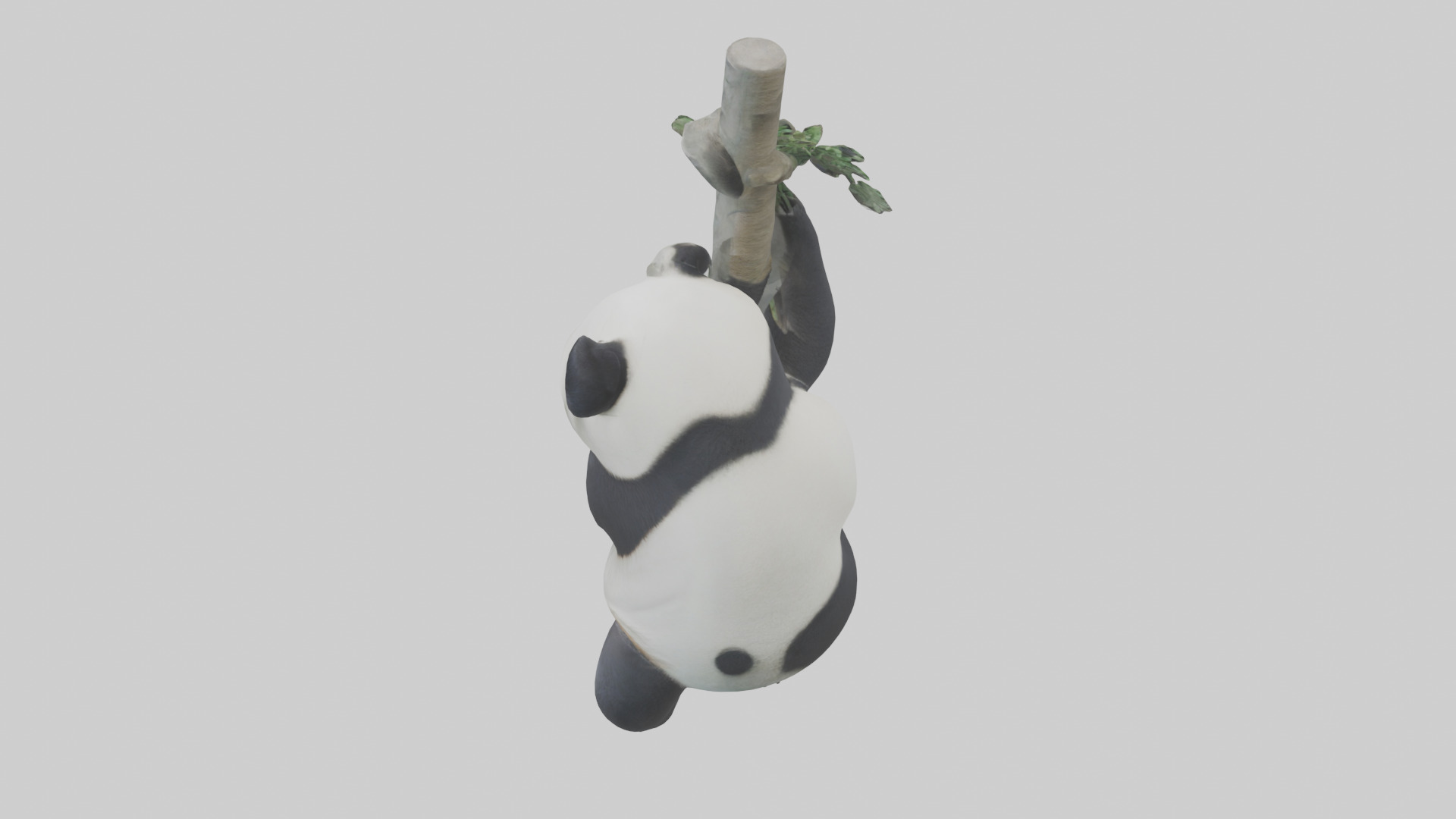 Giant Panda climbing model Low-poly 3D model_17
