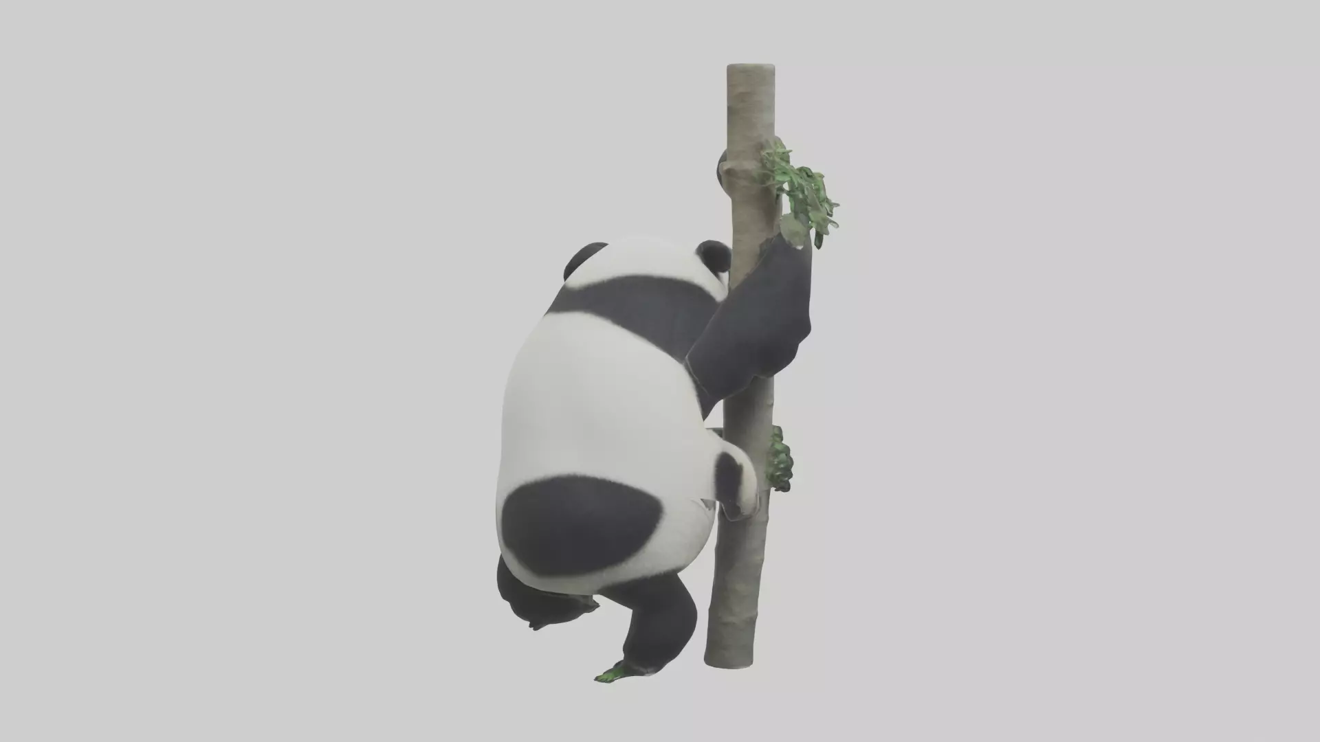 Giant Panda climbing model Low-poly 3D model_0