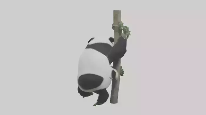 Giant Panda climbing model Low-poly 3D model