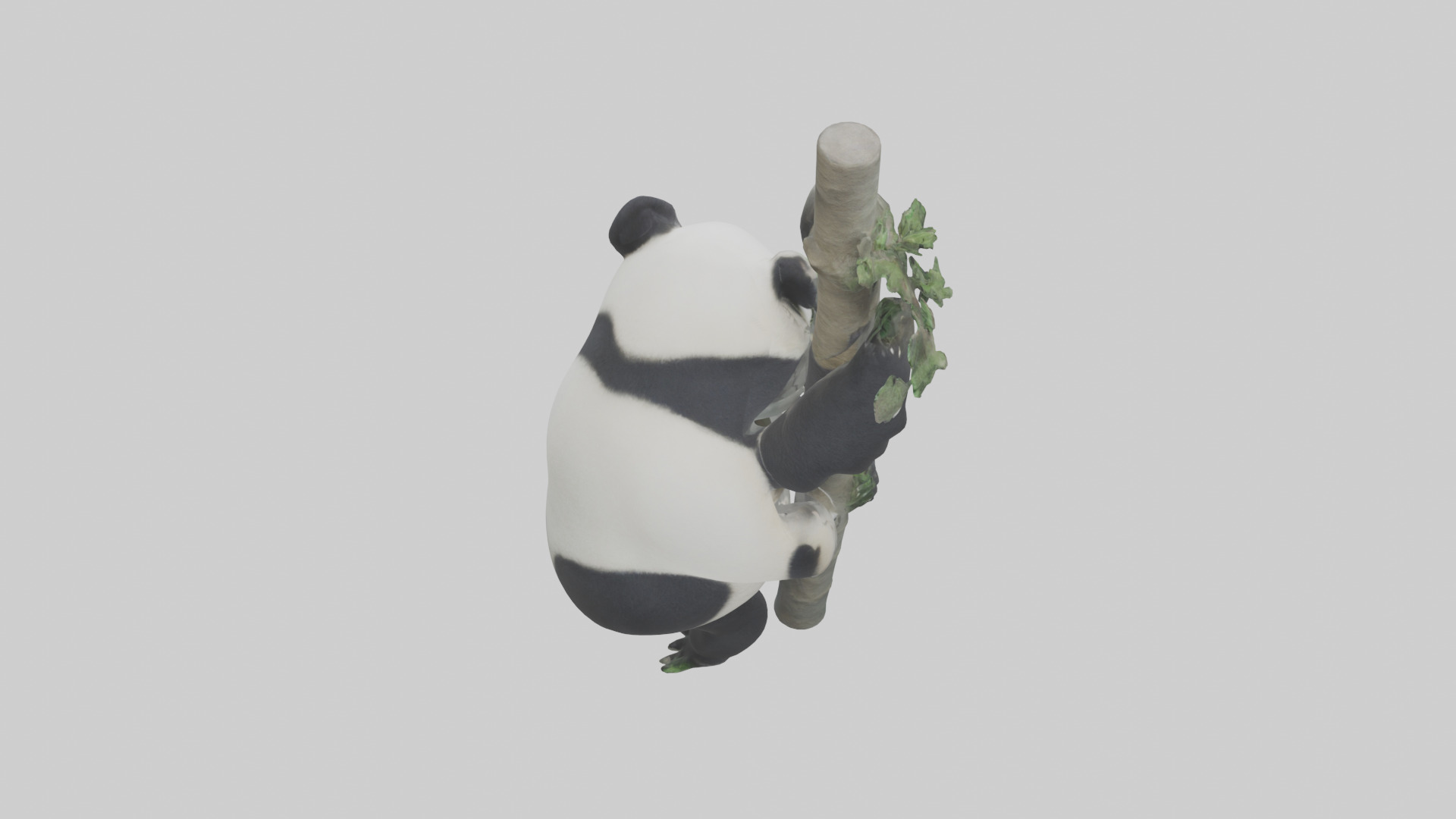 Giant Panda climbing model Low-poly 3D model_15