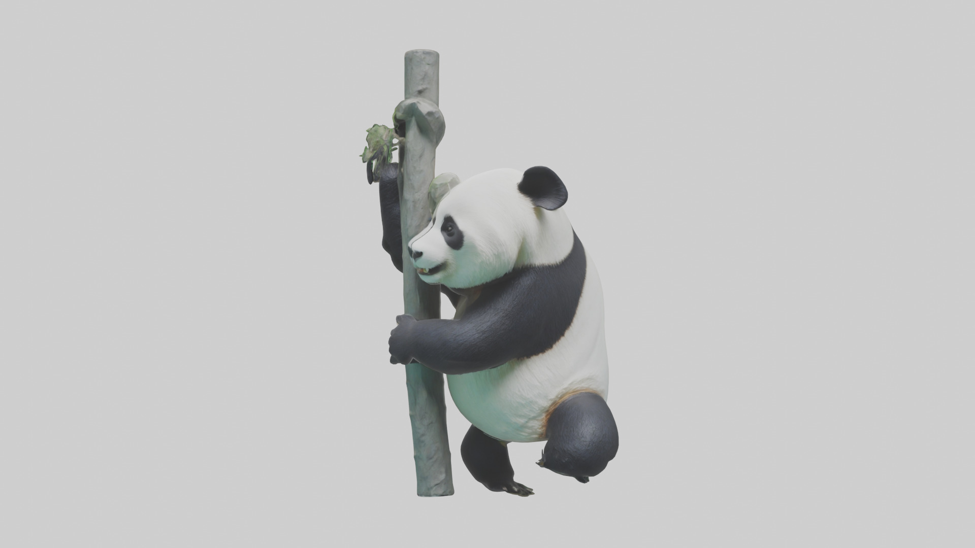Giant Panda climbing model Low-poly 3D model_9
